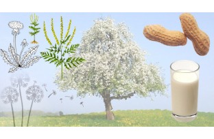 How do allergies happen?